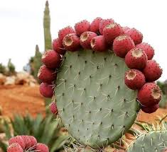 Opuntia Robusta, Figuier de Barbarie Rond