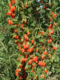 Goji