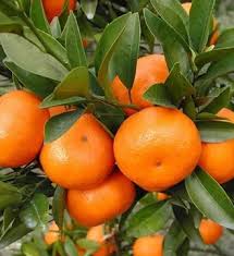 Mandarine Afourer