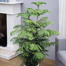 Aurocaria Pin de Norfolk