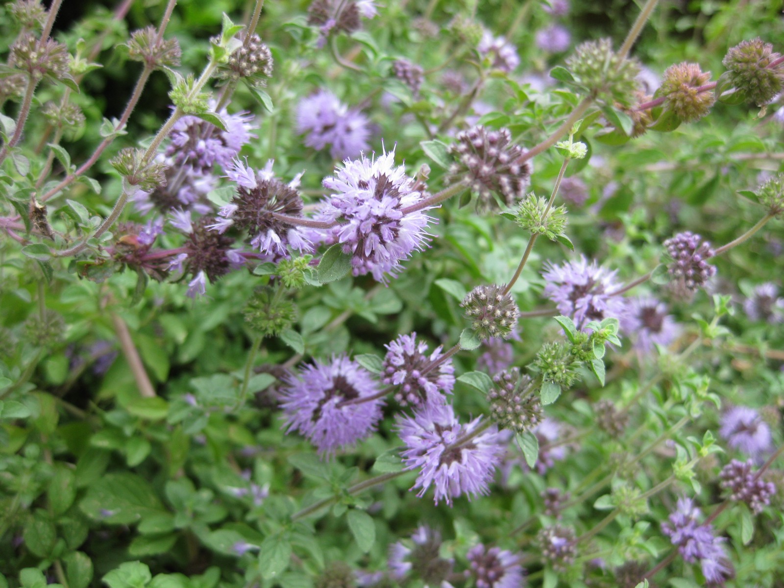 Menthe Beldi Fliou