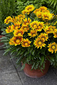 Gazania