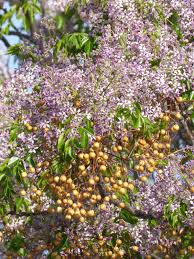 Margousier de Perse ou Neem de Perse