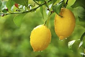 Citronnier Eureka