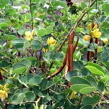 Cassia de Noël
