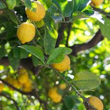 Citronnier Beldi