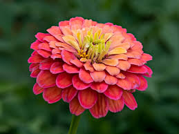 Zinnia Rouge