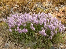Thym Beldi, Zaatar