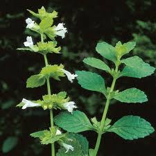 Mélisse Officinale