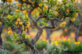 Cognassier à Petits Fruits