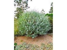 Atriplex Halimus