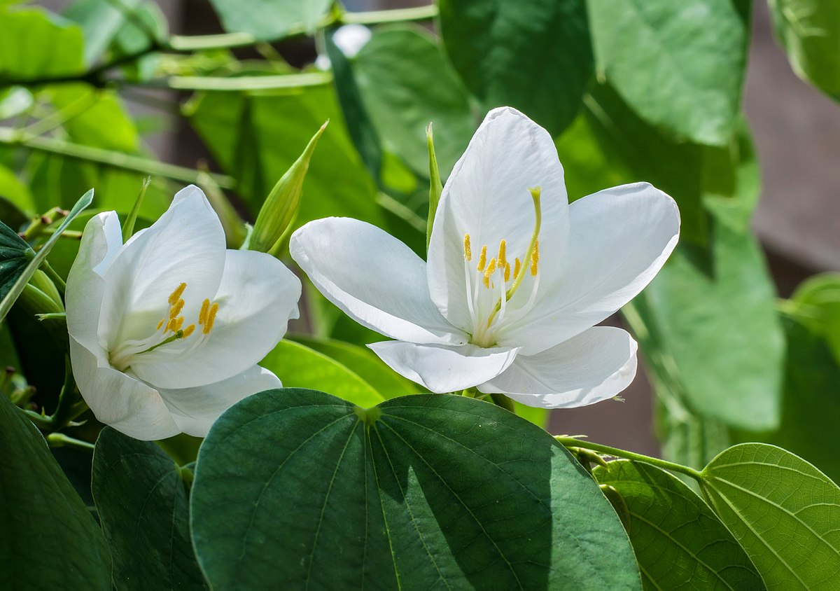 Bauhinia a Fleur Blanche