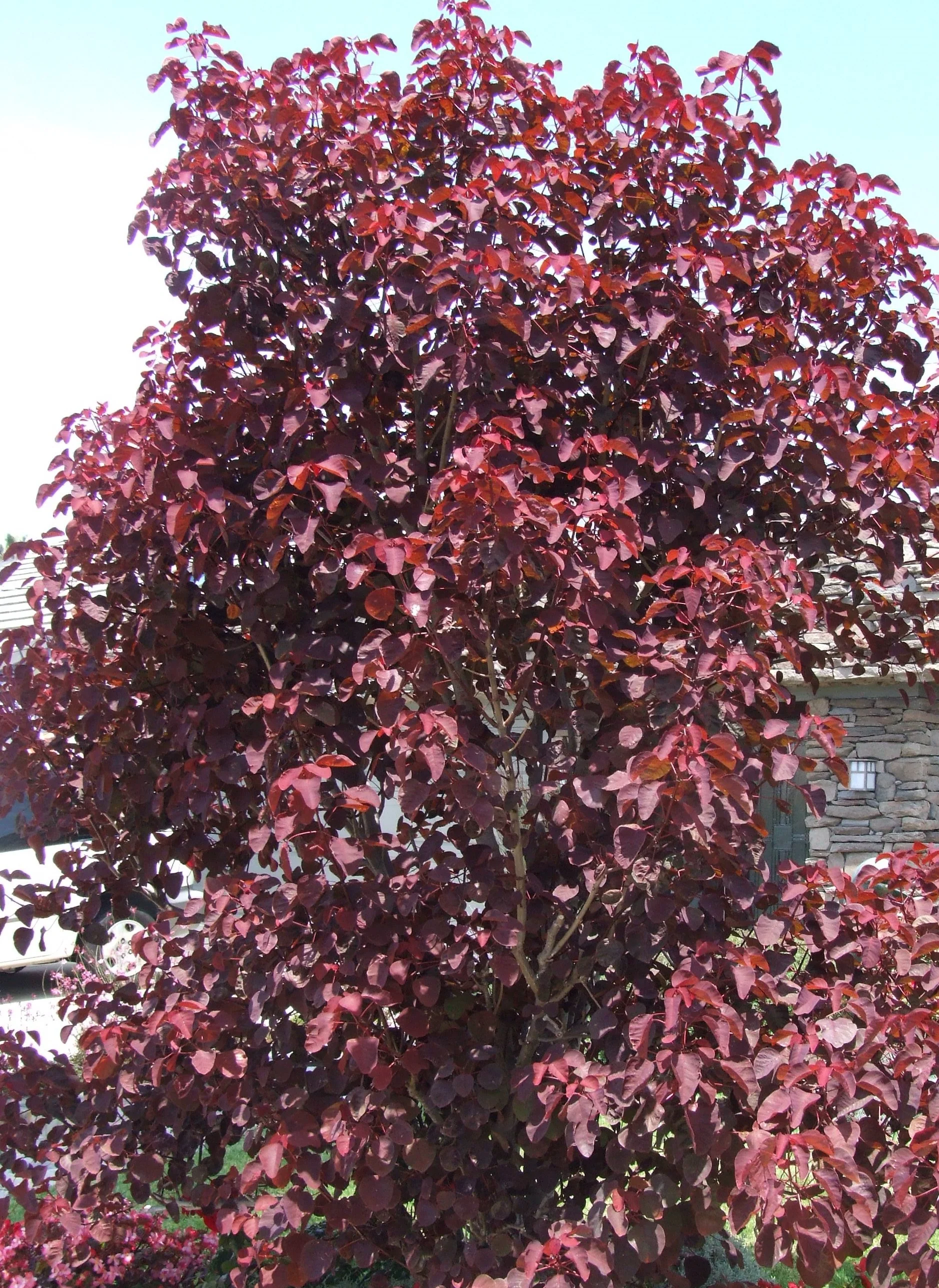 Euphorbe à feuilles de cotinus ou Arbre aux feuilles pourpres