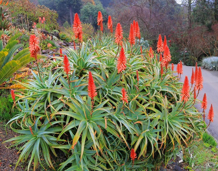 Aloès Arborescent