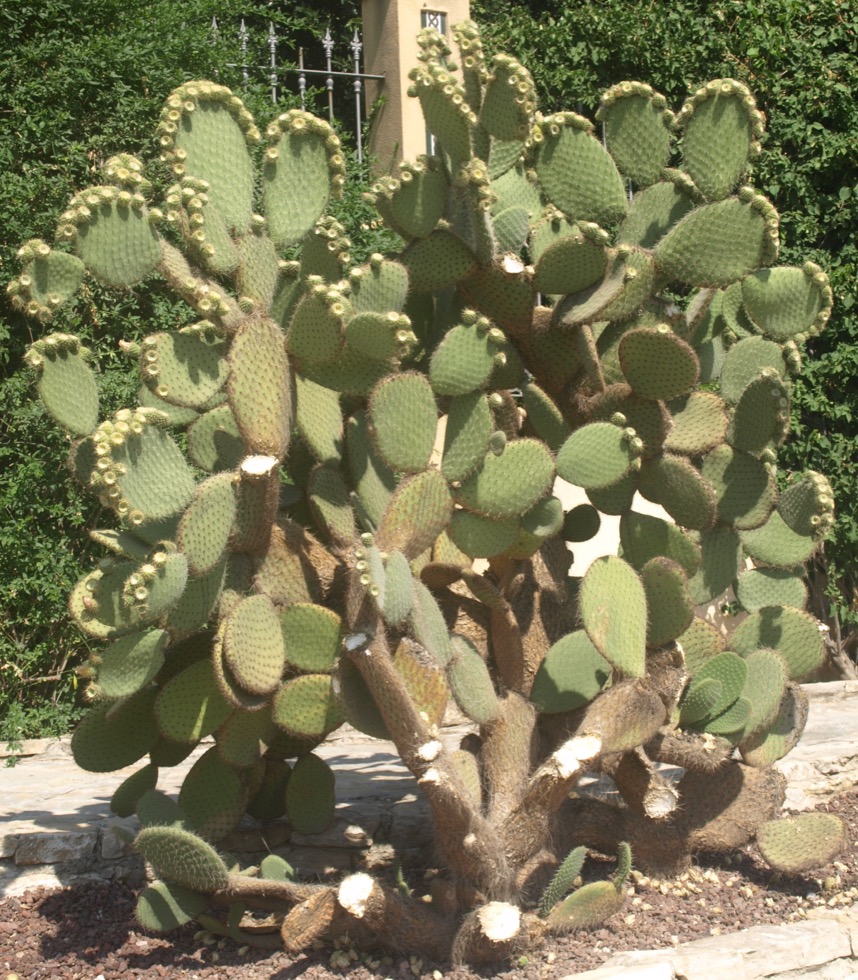 Opuntia Leucotricha, Figuier de Barbarie Blanc