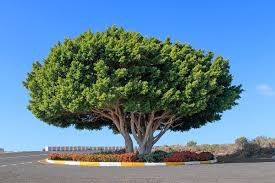 Banyan de Chine