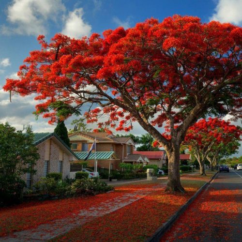 Flamboyant ou Flamboyant Rouge