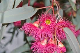 Eucalyptus à Fleurs Rouges