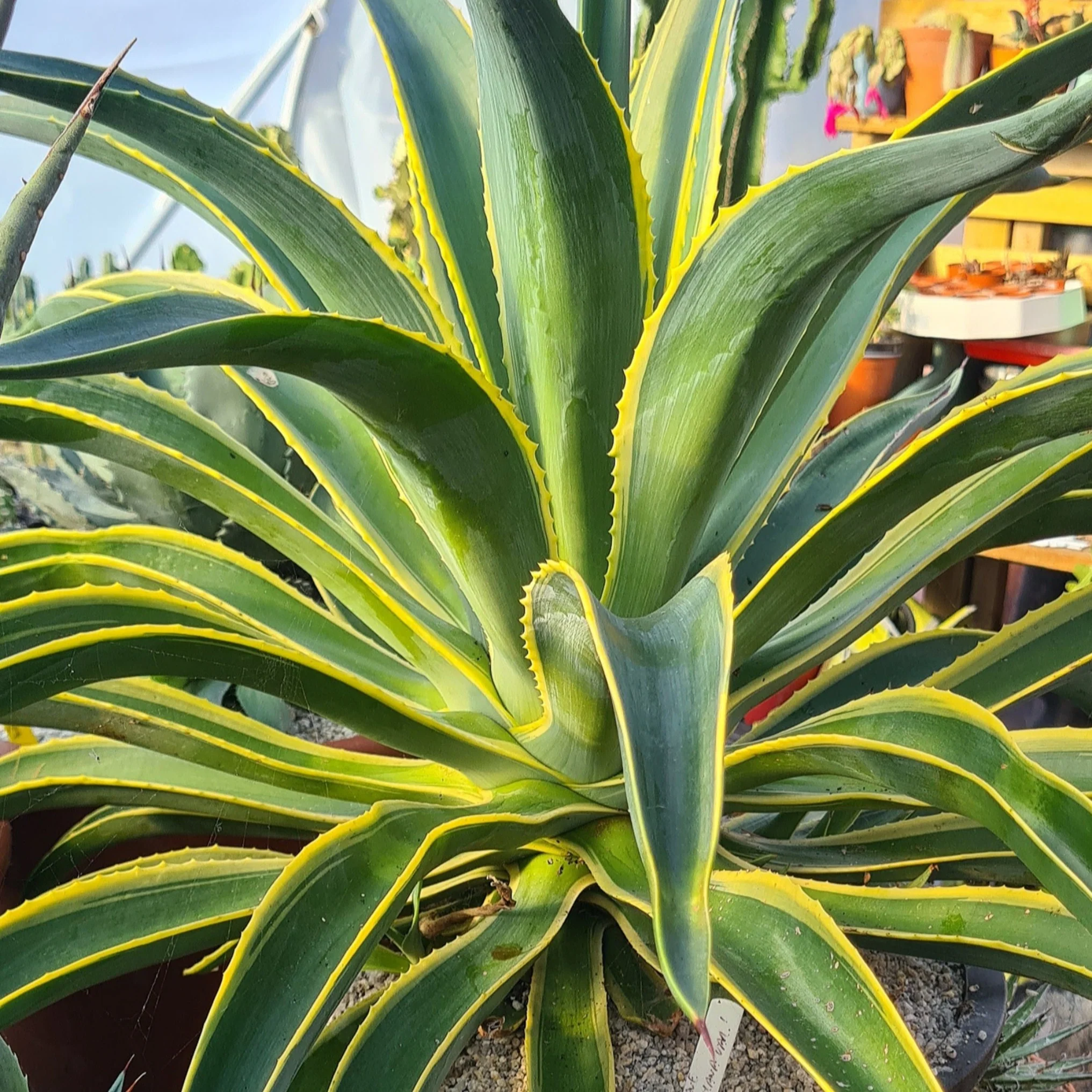 Agave Panaché de Desmet
