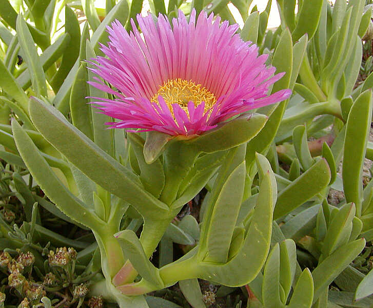 Carpobrotus Acinaciformis, doigt de sorcière