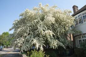 Pyracantha, Chouk El Hallouf