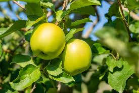 Pommier Golden