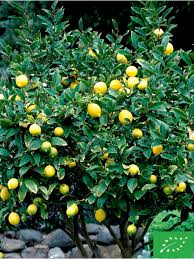Citronnier 4 Saisons
