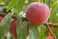 Pêcher Springcrest