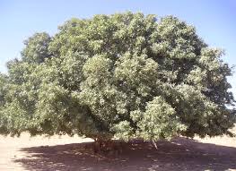 Pistachier Atlas