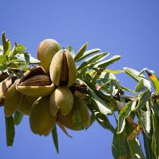 Amandier Fournat