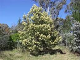 Acacia Noir