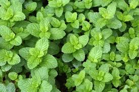 Menthe Beldi Souple, Na'naa Souffi