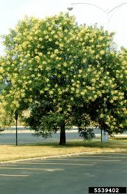 Sophora Japonica