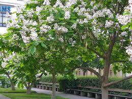 Catalpa
