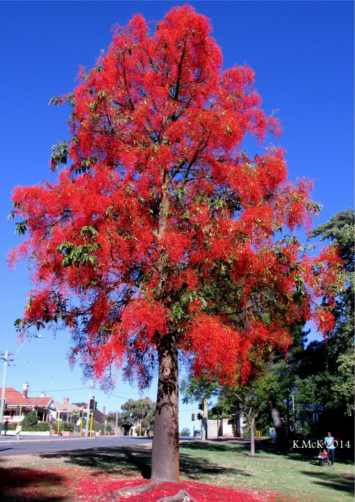 Brachychiton à Feuilles d’Erable, ou Arbre Flamboyant d’Australie