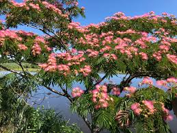 Arbre a Soie