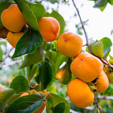 Kaki Fuyu
