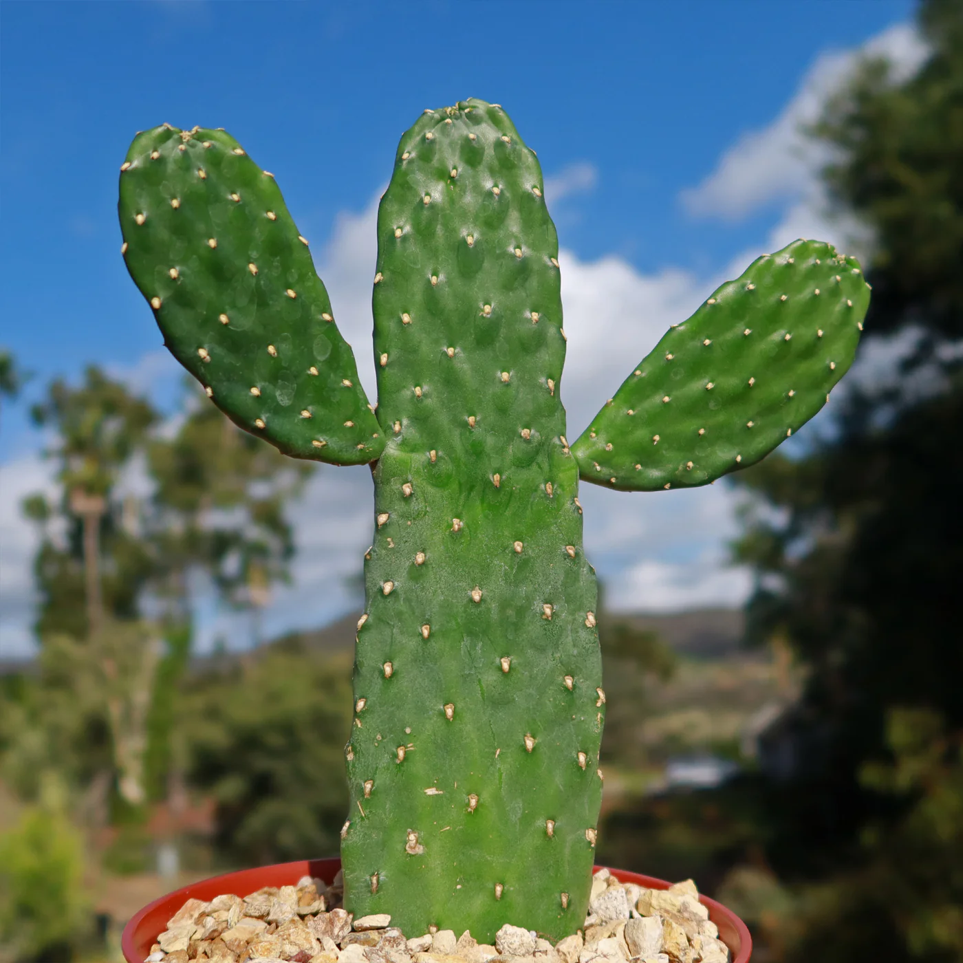 Opuntia Rubescence, Figuier de Barbarie Rougeoyant