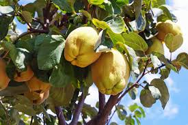 Cognassier à Gros Fruits