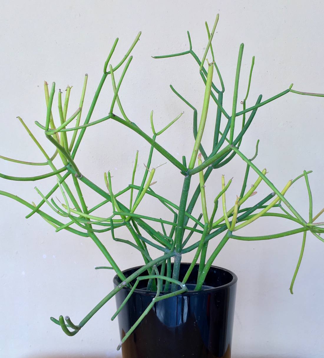 Euphorbe Tirucalli, Euphorbe des Jardins