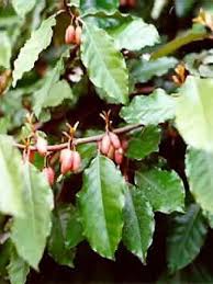 Chalef de Ebbing, Elaeagnus d’Ebbing