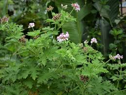 Geranium Rosat