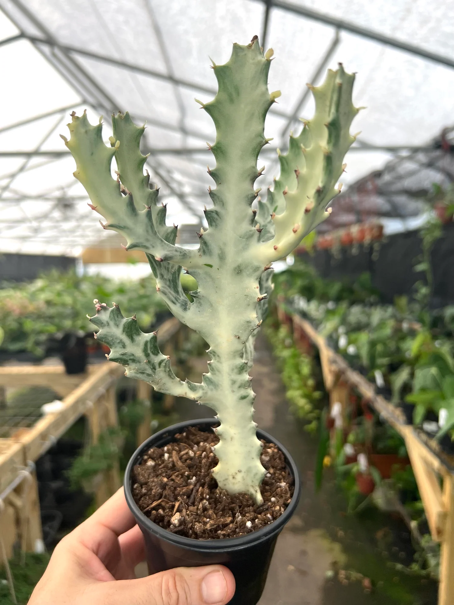 Euphorbe Lactea, Euphorbe Lactée