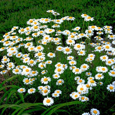 Marguerite Commune