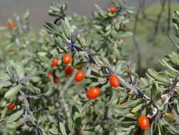 Lyciet Intriqué, Goji Comestible