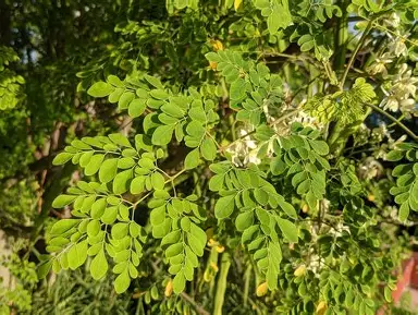 Moringa