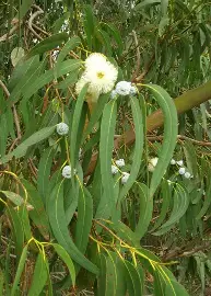 Eucalyptus Commun ou Gommier Bleu
