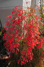 Plante Corail