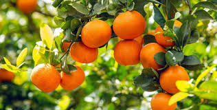 Mandarinier Nadorcott