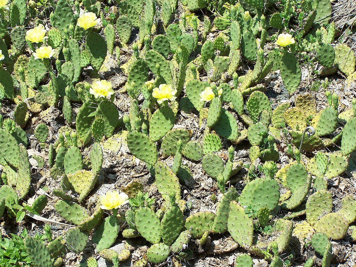 Opuntia Humifusa, Figuier de Barbarie Nain de l’Est